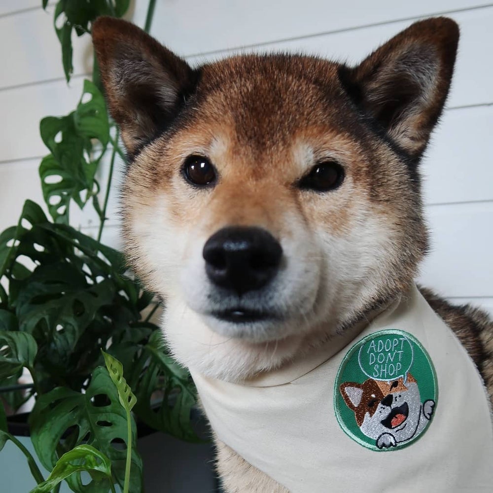 Adopt don't shop