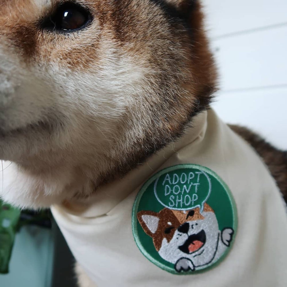 Adopt don't shop