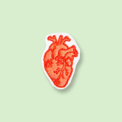Anatomisk hjerte